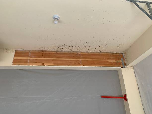 Best Biohazard Mold Removal  in Indian Rocks Beach, FL