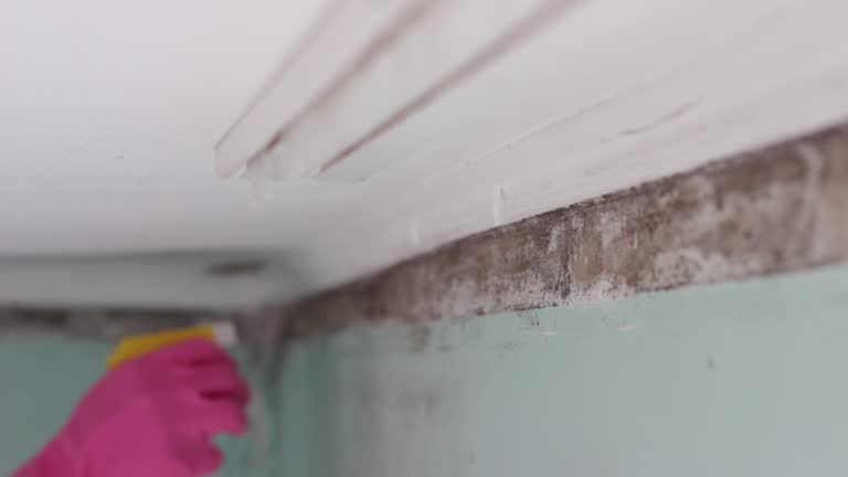 Mold Remediation for Vacation Homes in Indian Rocks Beach, FL